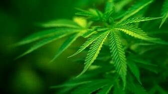 Weed Green HD Wallpaper