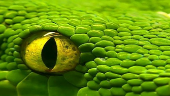 HD iPhone Plus Wallpaper Webgranth