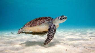 Cute Turtle Wallpaper