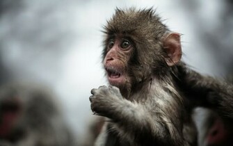Explore The Collection Monkeys Animal Monkey