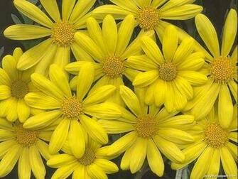 Flowers Gardens Yellow Things