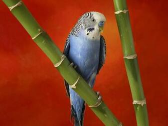 Budgerigar Budgie Or Parakeet Bird