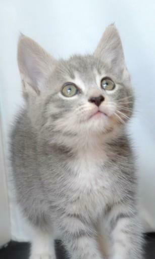 Bigger Manx Kitten Live Wallpaper For Android Screenshot