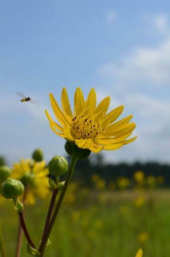 Prairie Dock