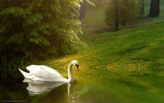 Wallpaper Swan Bird Background Desktop In