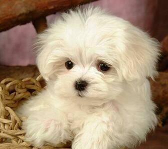 Maltese Terrier Dog Puppy Pictures And Wallpaper