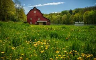 Dandelions Barn Trees Meadow Wallpaper
