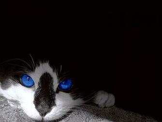Black White Cat Wallpaper HD Eyes