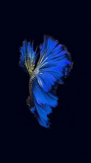 iPhone Plus Stock Wallpaper Gettechmedia