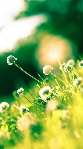 Summer Sunlight Clover The iPhone Wallpaper
