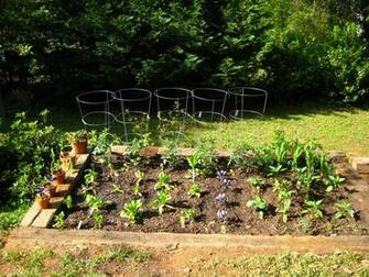 Wallpaper Vegetable Garden Buy Generic Priligy Dapoxetine No