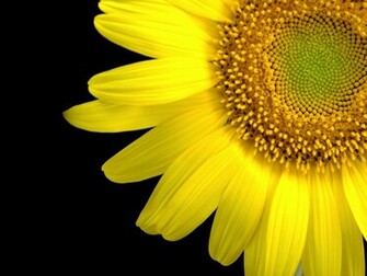 Wallpaper Sunflower Close Up