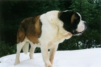 St Bernard Photos And Wallpaper The Beautiful Pictures