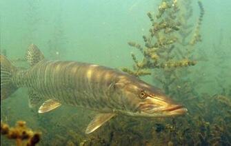 Muskies Desktop Background General Discussion Muskie Fishing