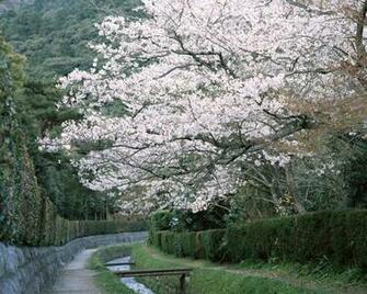 Blooming Spring Forest Desktop Wallpaper