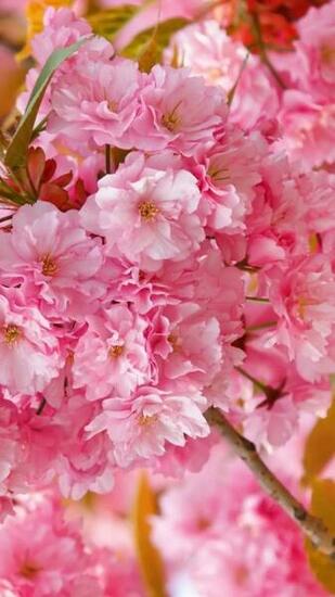 Temporary Wallpaper Sakura 4k HD Cherry Blossom Pink