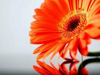 Orange Flowers Wallpaper