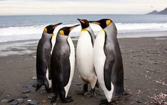 Penguins Shore Many Pack Family Stock Photos Image HD