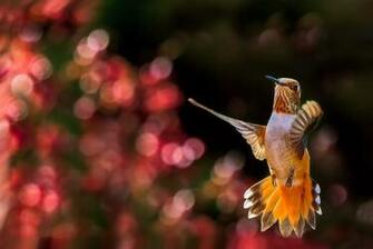 Pure High Definition HD You Can Cool Desktop Image For