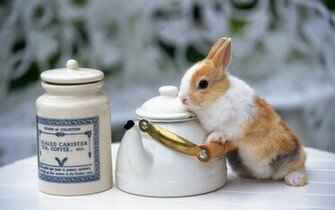 Cute Easter Sunday Desktop Wallpaper