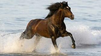 Wallpaper A Horse Is Running Through The Sea HD Jpg