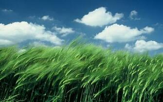 Wheat Field In The Wind Wallpaper