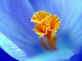 Wallpaper HD Desktop Online Flower