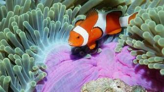 On October By Stephen Comments Off Clown Fish Wallpaper