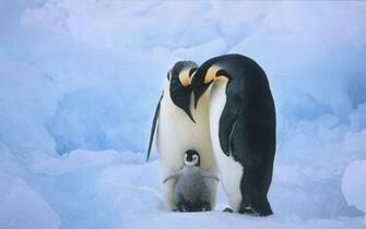 Cute Baby Penguins This Shows Familyhood And Closeness