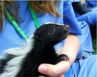 Little Baby Skunk Animal Zoo
