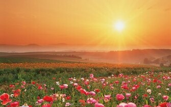 Summer Flowers Wallpaper HD Desktop Widescreen For Mobile