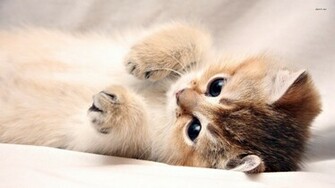 Kitten Wallpaper