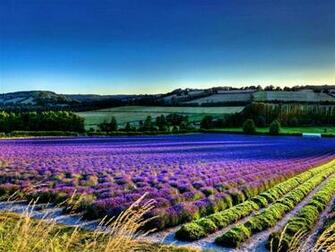 Lavender Flower Field World Beautiful Scenery Wallpaper