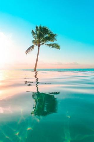 Tropical Wallpaper HD Hq