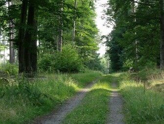 Summer Forest Desktop Pc And Mac Wallpaper