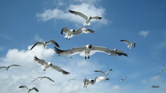 Seagulls Wallpaper