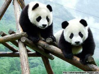 Funny Giant Panda Wallpaper Pc Beautiful