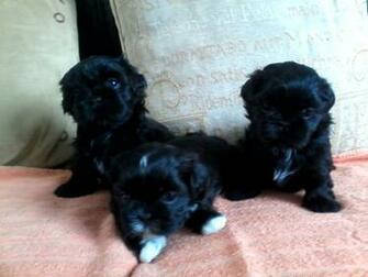 HD Wallpaper Shih Tzu Puppies Screensaver X Kb Jpeg