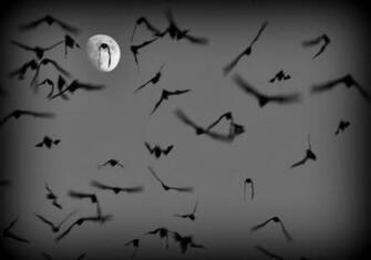 Beautiful Wallpaper Bats