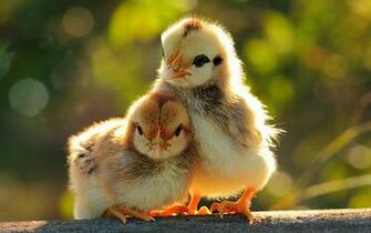 Trees Yellow Birds Chicks Chickens Baby Wallpaper