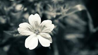 Black And White Flower iPhone Wallpaper Walljpeg