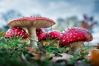 Mushroom Wallpaper Top Background