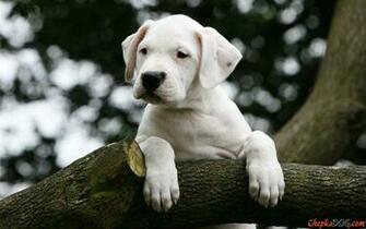 Dogo Argentino Wallpaper HD