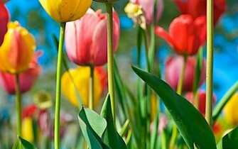 Home Flowers Tulip Full HD Wallpaper