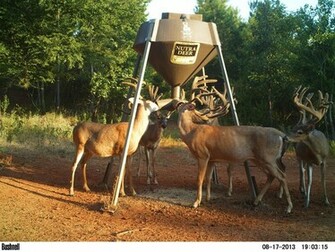 Monster Whitetail Deer Buck Wallpaper Of Bucks Produced
