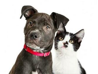 National Dog Day Why Dogs Are Better Than Cats According To