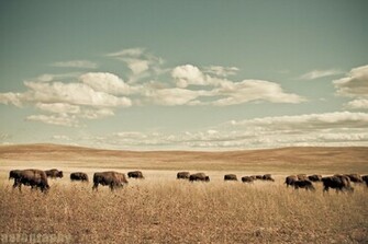 Hq Buffalo Wallpaper