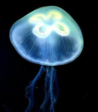 Moon Jellyfish Tattoo Wallpaper Gallery