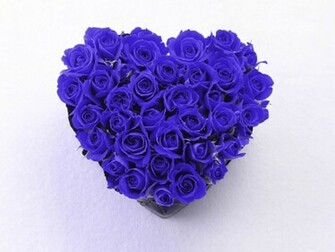Wallpaper Background Blue Rose