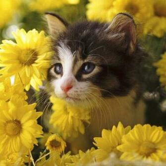 Cute Cat iPad Air Wallpaper
